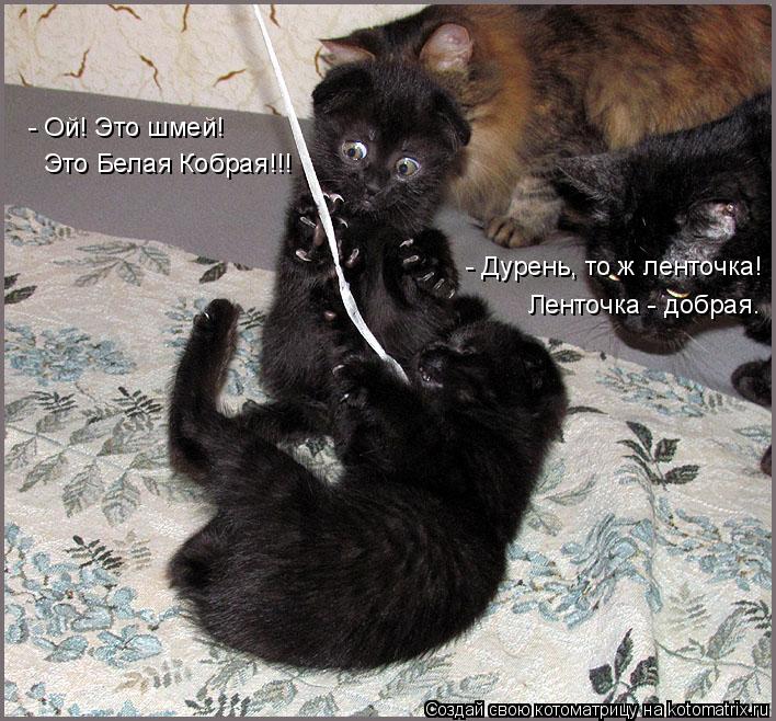 Котоматрица: - Ой! Это шмей!  Это Белая Кобрая!!! - Дурень, то ж ленточка! Ленточка - добрая.