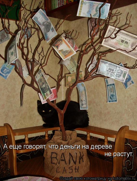 А еще говорят, что деньги на дереве не растут.... Котоматрица: А еще говорят, что деньги на дереве не растут.