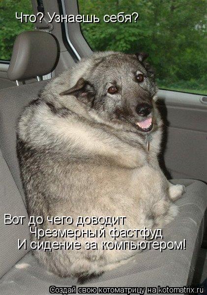 Что? Узнаешь себя? Вот до чего доводит Чрезмерный фастфуд И сидение за компьютером!... Котоматрица: Что? Узнаешь себя? Вот до чего доводит Чрезмерный фастфуд И сидение за компьютером!