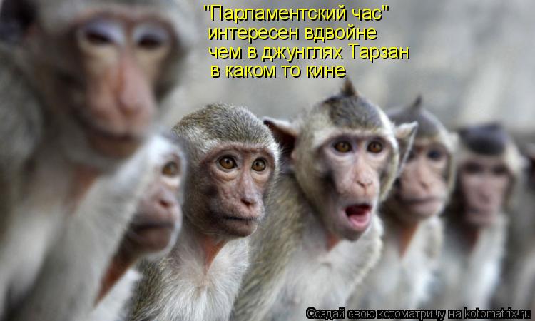 "Парламентский час" интересен вдвойне чем в джунглях Тарзан в каком то кине... Котоматрица: "Парламентский час" интересен вдвойне чем в джунглях Тарзан в каком то кине
