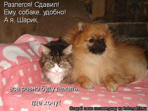 Разлегся! Сдавил! Ему, собаке, удобно! все равно буду лежать, где хочу! А я, Шарик,... Котоматрица: Разлегся! Сдавил! Ему, собаке, удобно! все равно буду лежать, где хочу! А я, Шарик,