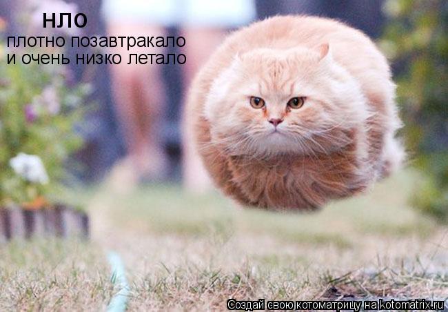 нло плотно позавтракало и очень низко летало... Котоматрица: нло плотно позавтракало и очень низко летало