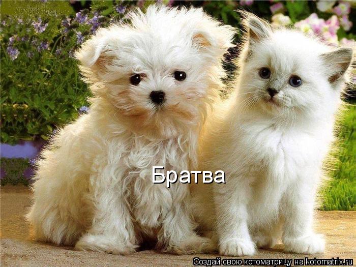 Братва... Котоматрица: Братва