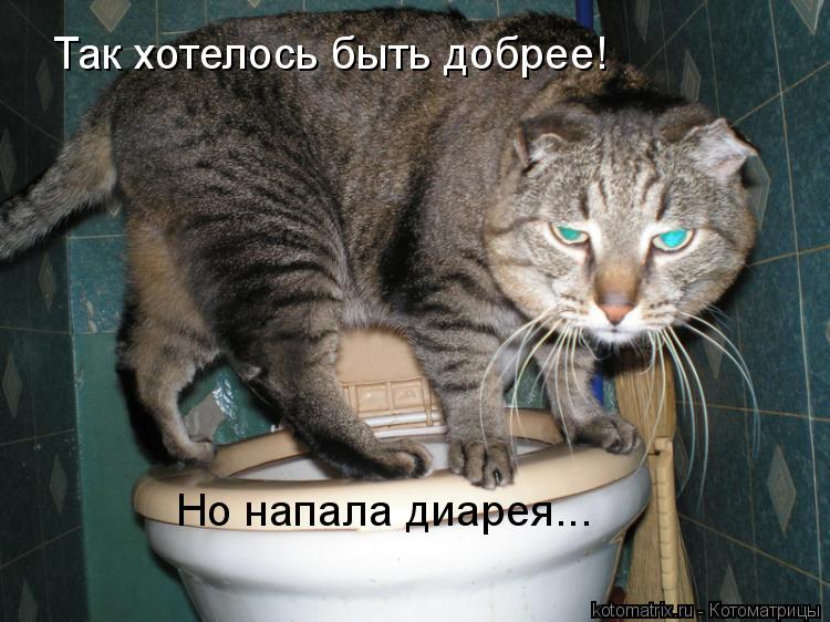 Так хотелось быть добрее! Но напала диарея...... Котоматрица: Так хотелось быть добрее! Но напала диарея...