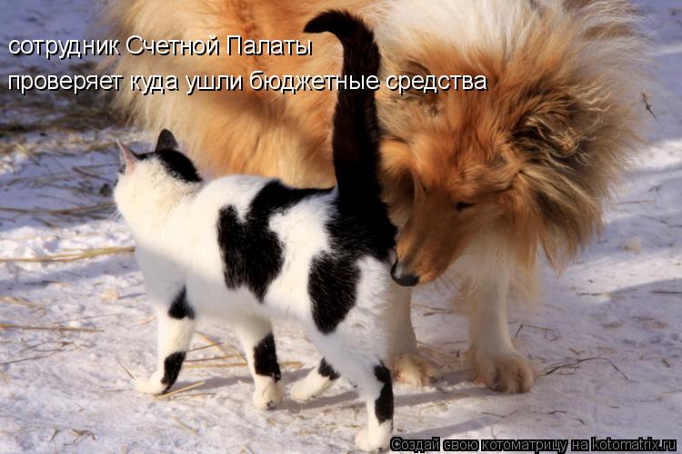 сотрудник Счетной Палаты проверяет куда ушли бюджетные средства... Котоматрица: сотрудник Счетной Палаты проверяет куда ушли бюджетные средства