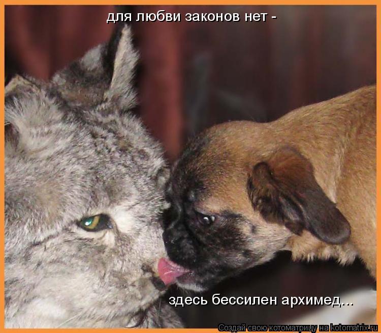 для любви законов нет - здесь бессилен архимед...... Котоматрица: для любви законов нет - здесь бессилен архимед...