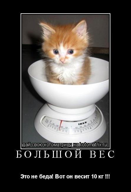 Котоматрица: БОЛЬШОЙ ВЕС Это не беда! Вот он весит 10 кг !!!