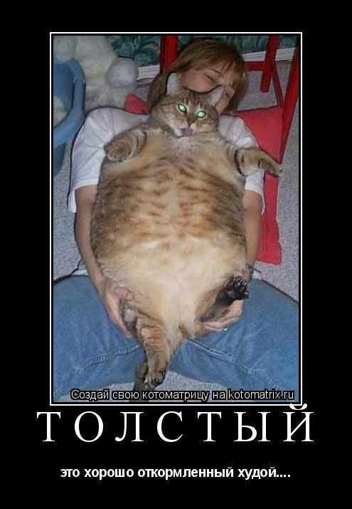 ТОЛСТЫЙ это хорошо откормленный худой....... Котоматрица: ТОЛСТЫЙ это хорошо откормленный худой....
