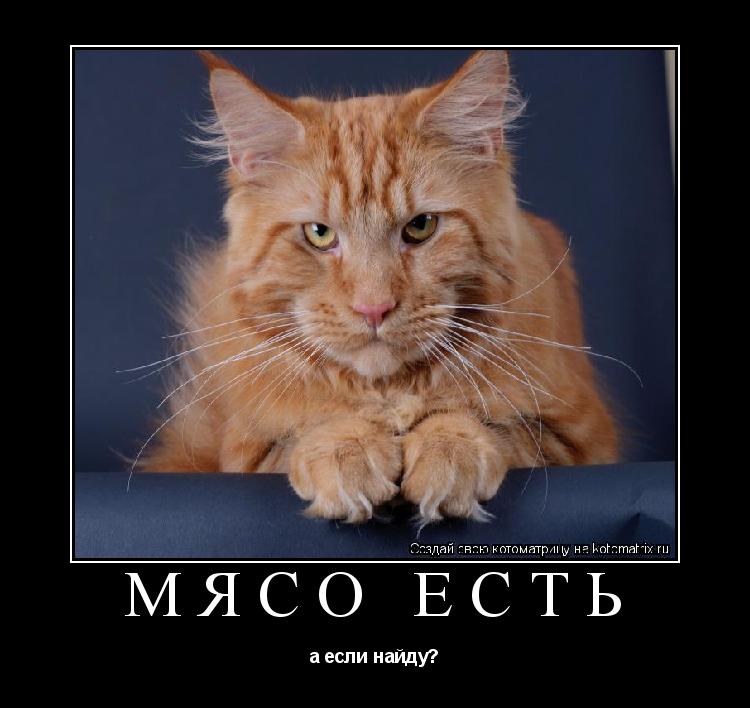 мясо есть а если найду?... Котоматрица: мясо есть а если найду?