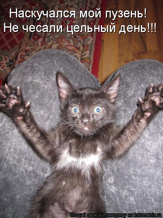 Наскучался мой пузень! Не чесали цельный день!!!... Котоматрица: Наскучался мой пузень! Не чесали цельный день!!!