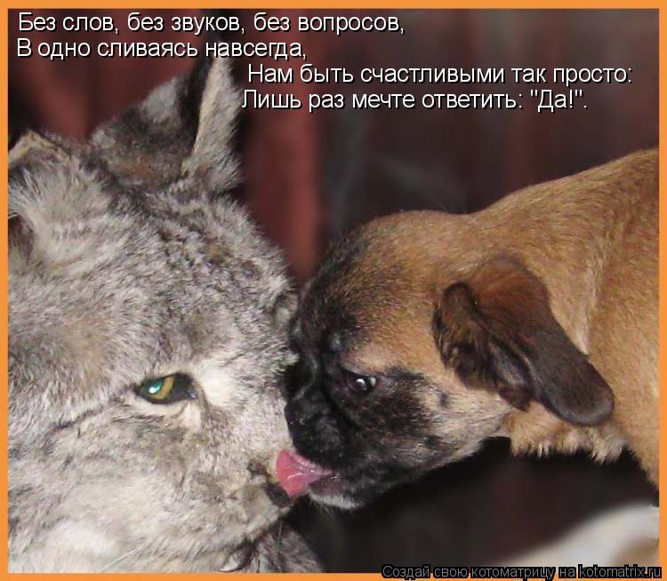 Без слов, без звуков, без вопросов, В одно сливаясь навсегда, Нам быть счастливыми так просто: Лишь р... Котоматрица: Без слов, без звуков, без вопросов, В одно сливаясь навсегда, Нам быть счастливыми так просто: Лишь раз мечте ответить: "Да!".