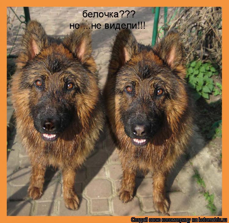 Котоматрица: белочка??? не ...не видели!!!