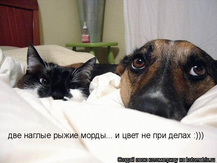 две наглые рыжие морды... и цвет не при делах :)))... Котоматрица: две наглые рыжие морды... и цвет не при делах :)))