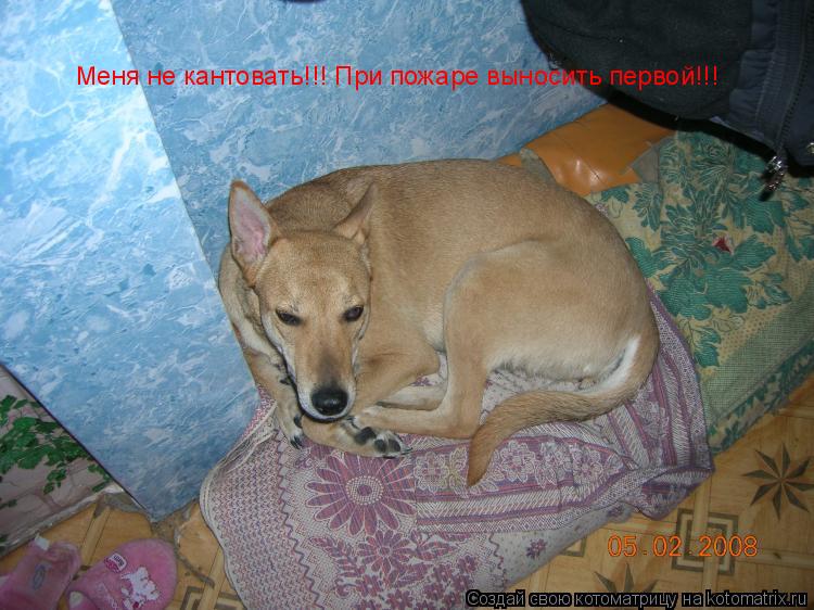 Меня не кантовать!!! При пожаре выносить первой!!!... Котоматрица: Меня не кантовать!!! При пожаре выносить первой!!!