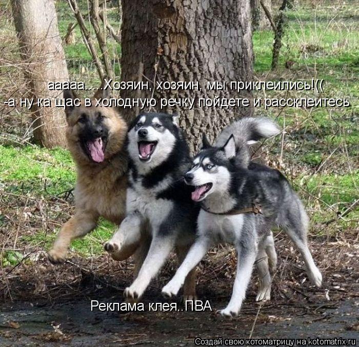 ааааа.....Хозяин, хозяин, мы приклеились!(( -а ну ка щас в холодную речку пойдете и рассклеитесь Рекл... Котоматрица: ааааа.....Хозяин, хозяин, мы приклеились!(( -а ну ка щас в холодную речку пойдете и рассклеитесь Реклама клея..ПВА