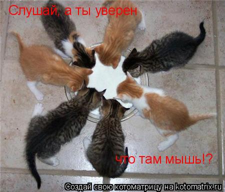 Слушай, а ты уверен что там мышь!?... Котоматрица: Слушай, а ты уверен что там мышь!?