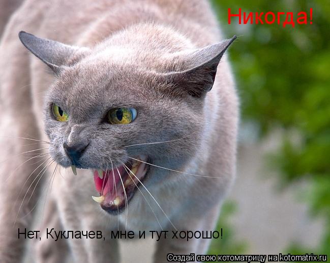 Никогда! Нет, Куклачев, мне и тут хорошо!... Котоматрица: Никогда! Нет, Куклачев, мне и тут хорошо!
