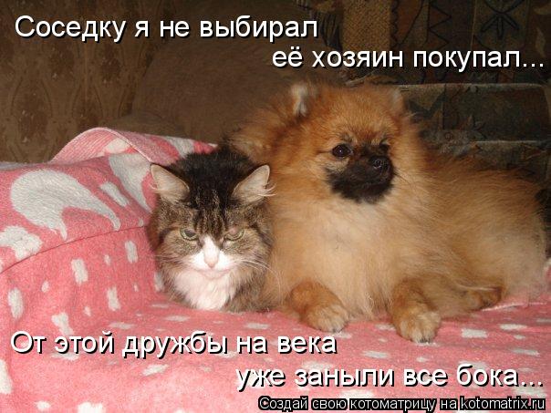 Соседку я не выбирал её хозяин покупал... От этой дружбы на века уже заныли все бока...... Котоматрица: Соседку я не выбирал её хозяин покупал... От этой дружбы на века уже заныли все бока...
