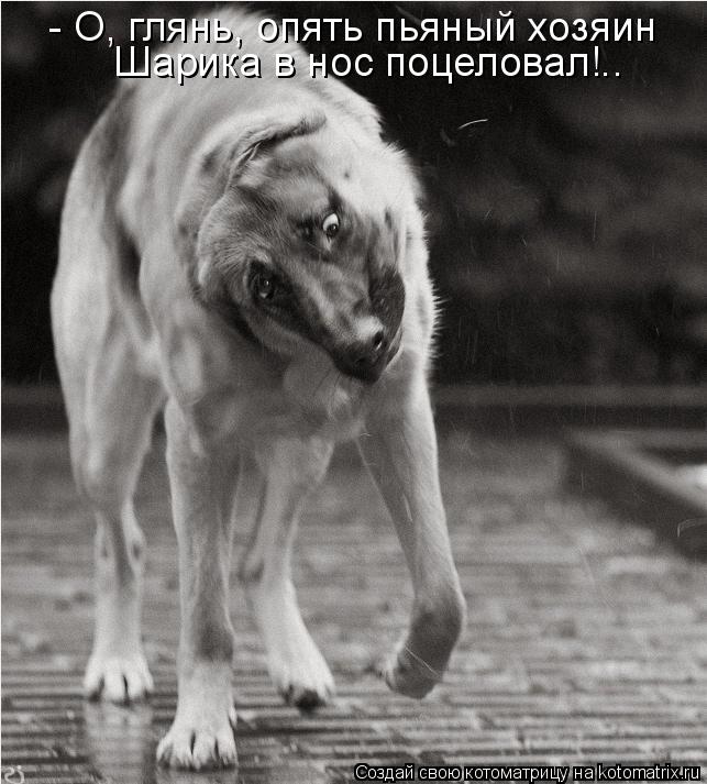 - О, глянь, опять пьяный хозяин Шарика в нос поцеловал!..... Котоматрица: - О, глянь, опять пьяный хозяин Шарика в нос поцеловал!..