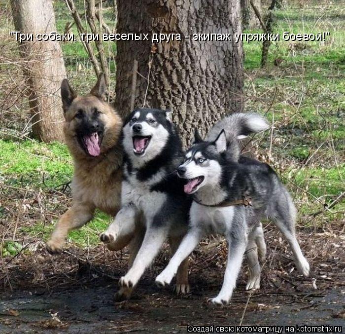 "Три собаки, три веселых друга - экипаж упряжки боевой!"... Котоматрица: "Три собаки, три веселых друга - экипаж упряжки боевой!"