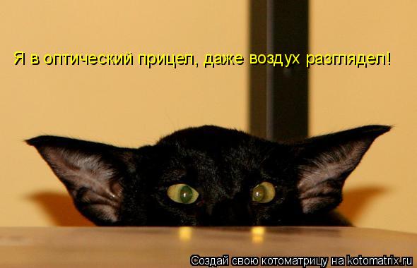 Я в оптический прицел, даже воздух разглядел!... Котоматрица: Я в оптический прицел, даже воздух разглядел!