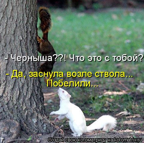 - Черныша??! Что это с тобой? - Да, заснула возле ствола... Побелили...... Котоматрица: - Черныша??! Что это с тобой? - Да, заснула возле ствола... Побелили...