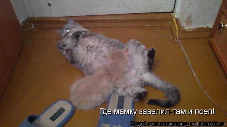 Где мамку завалил-там и поел!... Котоматрица: Где мамку завалил-там и поел!