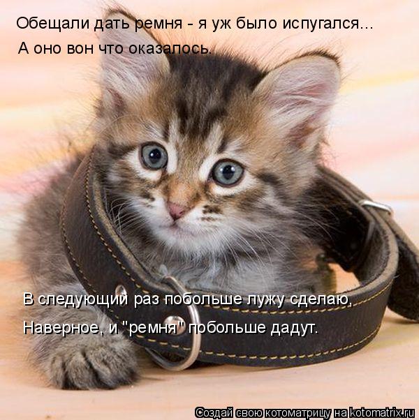 Обещали дать ремня - я уж было испугался... А оно вон что оказалось. В следующий раз побольше лужу сд... Котоматрица: Обещали дать ремня - я уж было испугался... А оно вон что оказалось. В следующий раз побольше лужу сделаю, Наверное, и "ремня" побольше дадут.