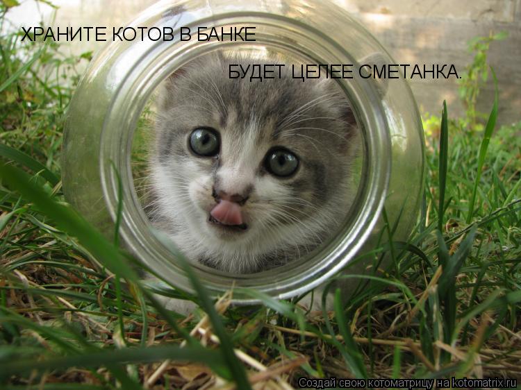 ХРАНИТЕ КОТОВ В БАНКЕ БУДЕТ ЦЕЛЕЕ СМЕТАНКА.... Котоматрица: ХРАНИТЕ КОТОВ В БАНКЕ БУДЕТ ЦЕЛЕЕ СМЕТАНКА.