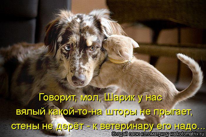 Говорит, мол, Шарик у нас вялый какой-то-на шторы не прыгает, стены не дерёт - к ветеринару его надо.... Котоматрица: Говорит, мол, Шарик у нас вялый какой-то-на шторы не прыгает, стены не дерёт - к ветеринару его надо...