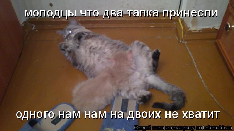 молодцы что два тапка принесли одного нам нам на двоих не хватит... Котоматрица: молодцы что два тапка принесли одного нам нам на двоих не хватит