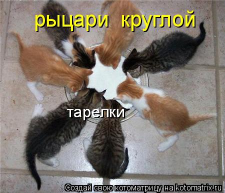 Котоматрица: рыцари  круглой тарелки