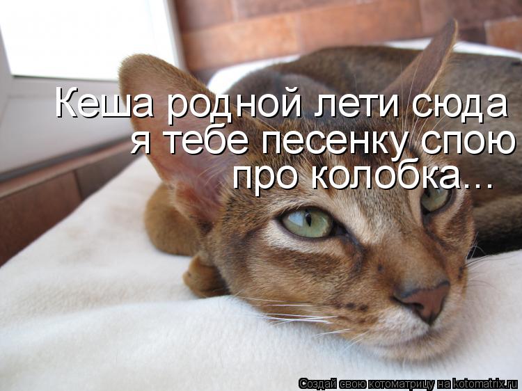 Котоматрица: Кеша родной лети сюда  я тебе песенку спою про колобка...