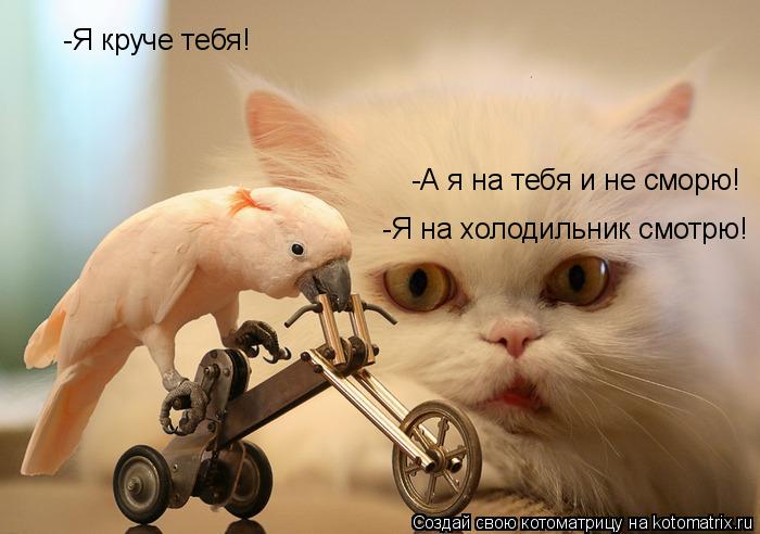 Котоматрица: -Я круче тебя! -А я на тебя и не сморю! -Я на холодильник смотрю!