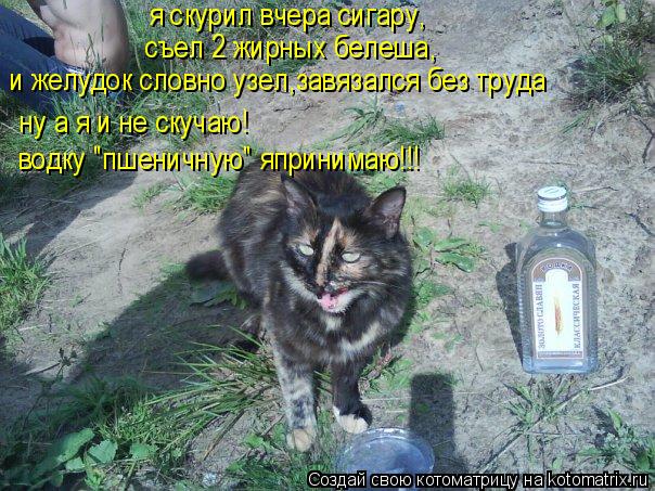 Котоматрица: я скурил вчера сигару, съел 2 жирных белеша, и желудок словно узел,завязался без труда ну а я и не скучаю! водку "пшеничную" япринимаю!!!