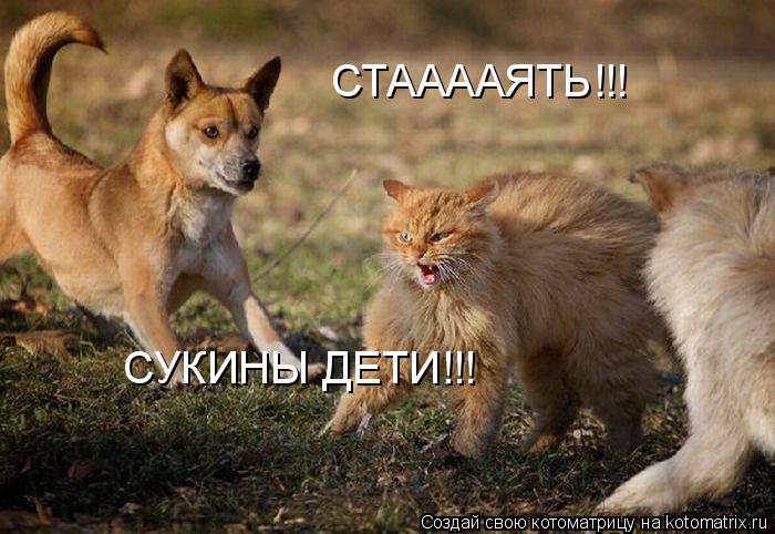 Котоматрица: СТААААЯТЬ!!! СУКИНЫ ДЕТИ!!!