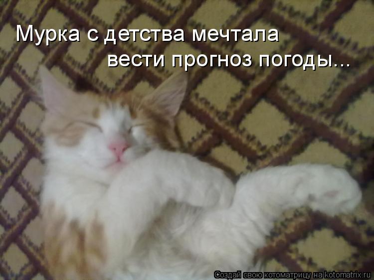 Котоматрица: Мурка с детства мечтала  вести прогноз погоды...