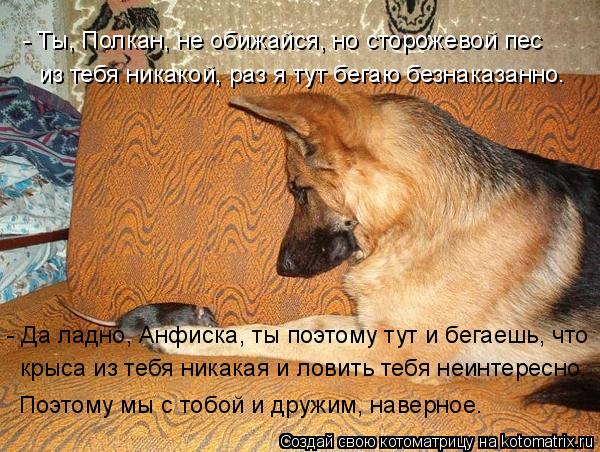 Котоматрица: - Ты, Полкан, не обижайся, но сторожевой пес из тебя никакой, раз я тут бегаю безнаказанно. - Да ладно, Анфиска, ты поэтому тут и бегаешь, что  кр