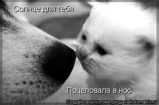 Котоматрица: Поцеловала в нос Солнце для тебя