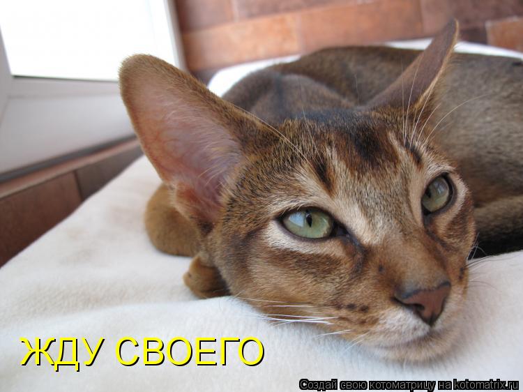 Котоматрица: ЖДУ СВОЕГО