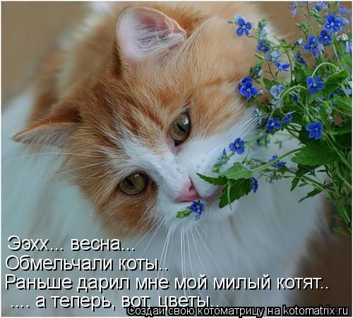 Ээхх... весна... Обмельчали коты.. Раньше дарил мне мой милый котят.. .... а теперь, вот, цветы..... Котоматрица: Ээхх... весна... Обмельчали коты.. Раньше дарил мне мой милый котят.. .... а теперь, вот, цветы..