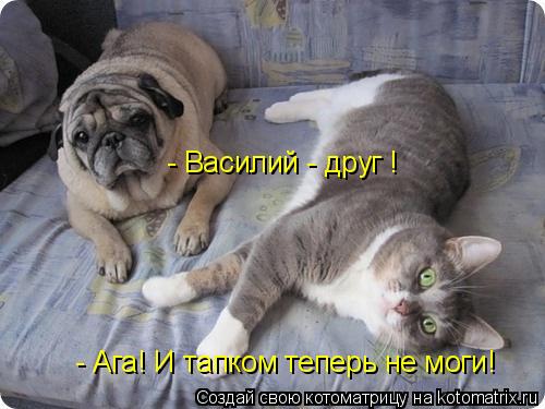 Котоматрица: - Ага! И тапком теперь не моги! - Василий - друг !