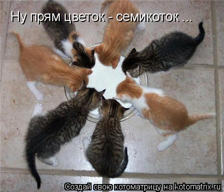 Котоматрица: Ну прям цветок - семикоток ...