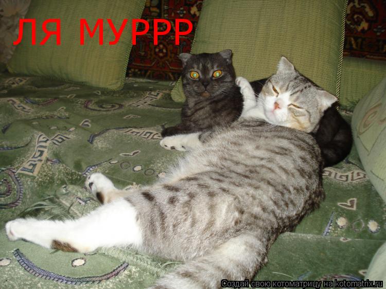 ЛЯ МУРРР... Котоматрица: ЛЯ МУРРР
