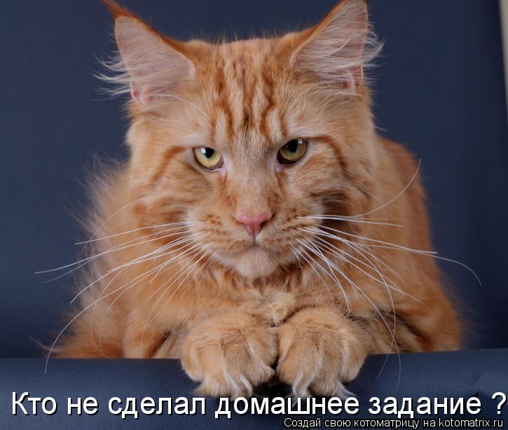 Кто не сделал домашнее задание ???... Котоматрица: Кто не сделал домашнее задание ???