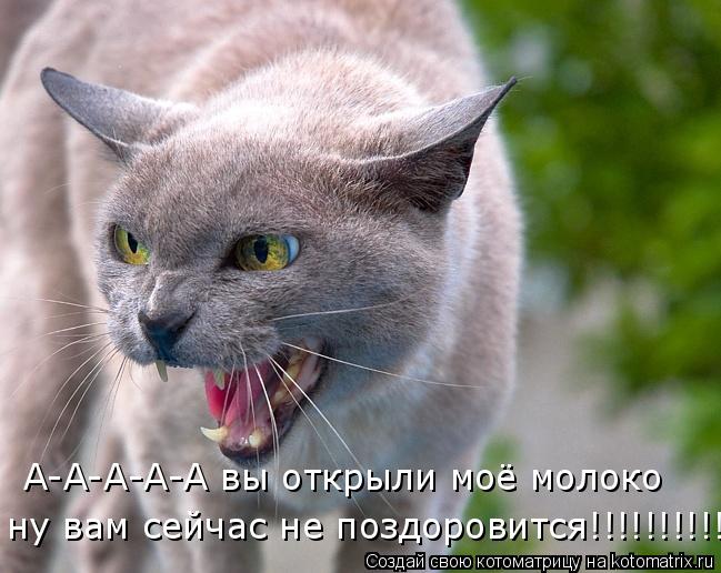 А-А-А-А-А вы открыли моё молоко ну вам сейчас не поздоровится!!!!!!!!!!!!!!!!... Котоматрица: А-А-А-А-А вы открыли моё молоко ну вам сейчас не поздоровится!!!!!!!!!!!!!!!!