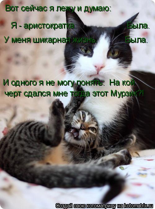 Вот сейчас я лежу и думаю: Я - аристократка. Была. У меня шикарная жизнь. ... Котоматрица: Вот сейчас я лежу и думаю: Я - аристократка. Была. У меня шикарная жизнь. Была. И одного я не могу понять: На кой чер