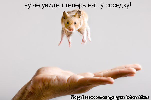 ну че,увидел теперь нашу соседку!... Котоматрица: ну че,увидел теперь нашу соседку!