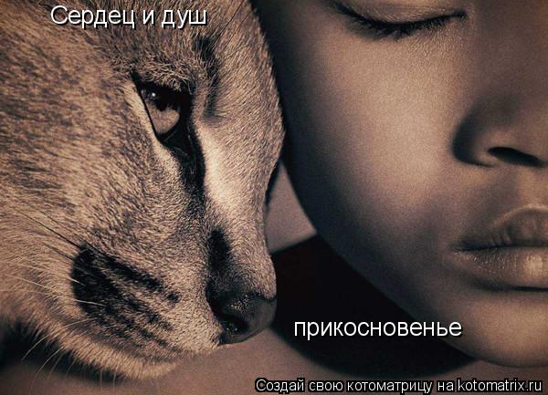 Сердец и душ прикосновенье... Котоматрица: Сердец и душ прикосновенье