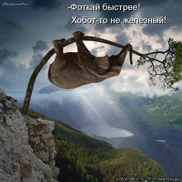 -Фоткай быстрее! Хобот-то не железный!... Котоматрица: -Фоткай быстрее! Хобот-то не железный!